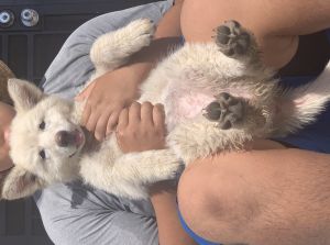 White German Shepherd puppy