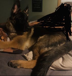 5 1/2 month old German Shepard