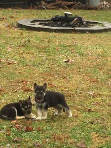 8 week old female pups for sale