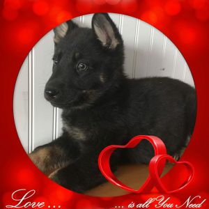 Bi-Color German Shepherd Pups