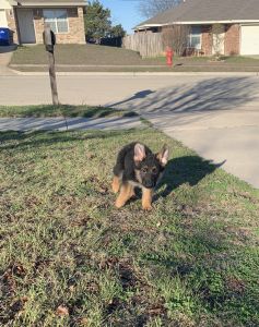 AKC German Shepard Puppies