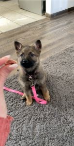 German Shepard puppy