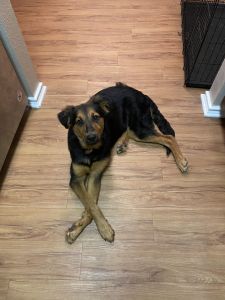 Selling my German Shepard/ Lab mix