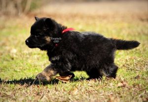 Long coat German Shepherd pups
