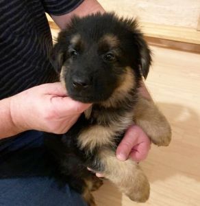 German Shepherd Puppies for Sale in Hunterdon County, NJ