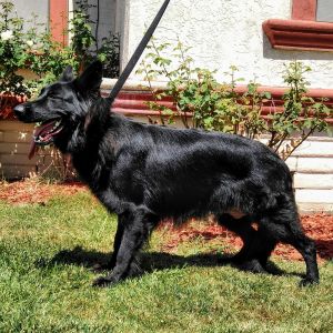 German Shepherd puppies