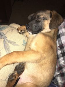 German shepherd female