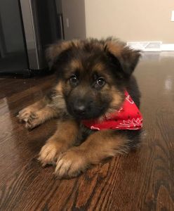 German pups ready to go now to new homes .