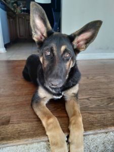 German Shepherd pure bred