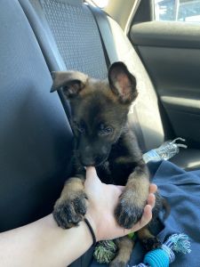 12 week old pure bread puppy