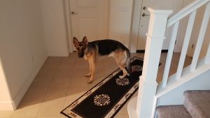 9 month old German Shepherd male puppy