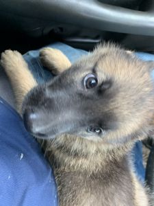 German Shepard pup for sale female 8 weeks old