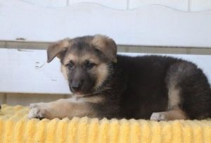 German Shepherd Pups