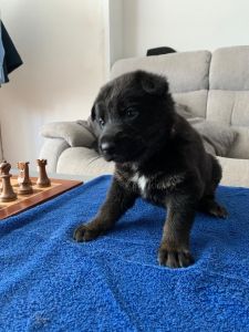 Outstanding Kc Reg German Shepherd Puppies