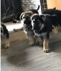 Purebred German S. Puppies