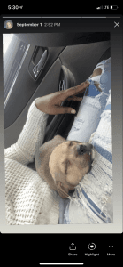 German shepherd mix with pit