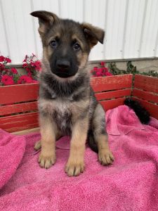 Conner AKC registered