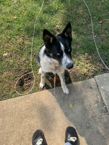 German Shepard/ husky mix 5 month old puppy