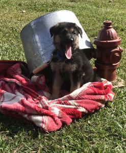 German Shepherd puppies