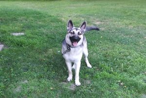 13 month old German shepherd