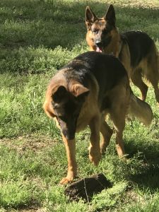 Germanshephard puppies for sale