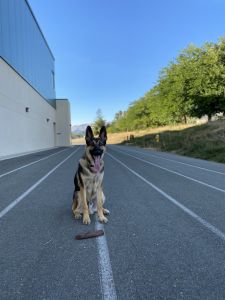 12 month old Family dog for sale