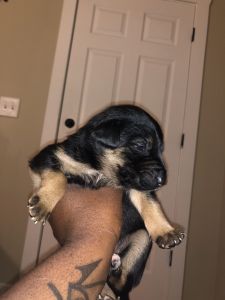 Male German Shepard