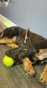 4 month old german shepherd for sale