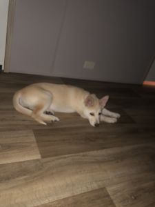 3month old German Shepard Husky Mix