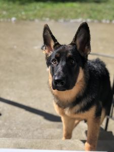 German Shepherd puppy