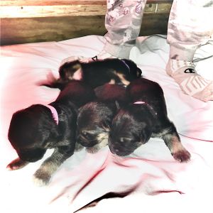 AKC German shepherd puppies