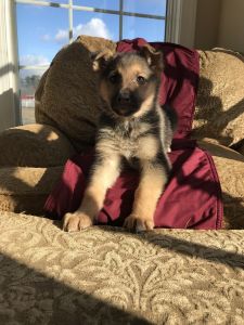 German Shepherd Puppy