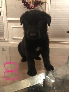 German Sheperd puppies