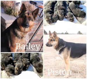 German Bloodline German Shepherd puppies
