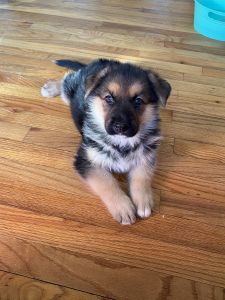 Teddy male German Shepherd puppy
