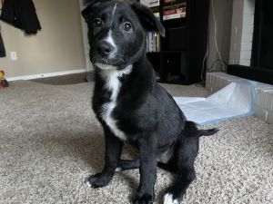 German Shepherd mix