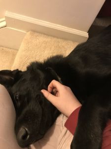 All Black Male German Shepherd