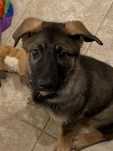 AKC German Shepherd Puppies