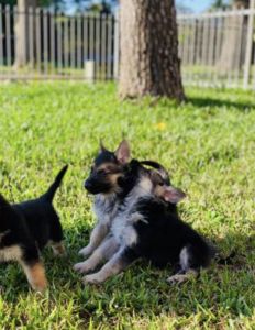 German shepherd puppies