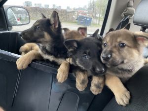 German Shepard puppies