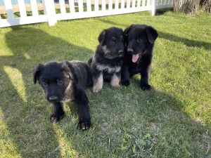 AKC German Shepherd Puppies