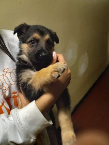 German Shepherd puppies