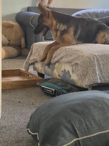 German Shepard dog for sale.