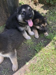 German shepherd puppies