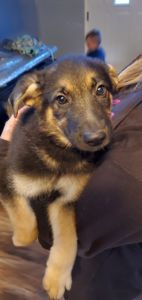 German Shepherd puppies