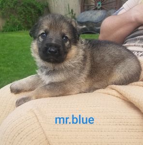 AKC German shepherd pups