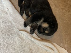 Akc German Shepherd puppies