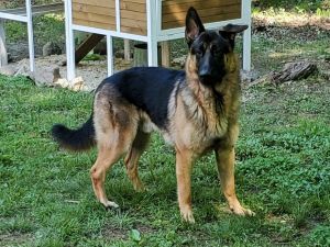 Pure Bread German Shepard