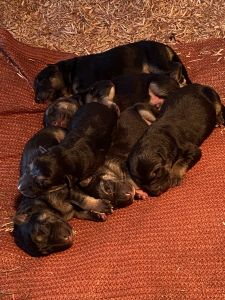 GERMAN SHEPHERD PUPPIES $500/ea.