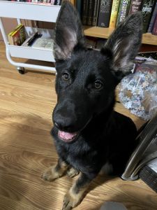 4 month old German Shepard Puppy